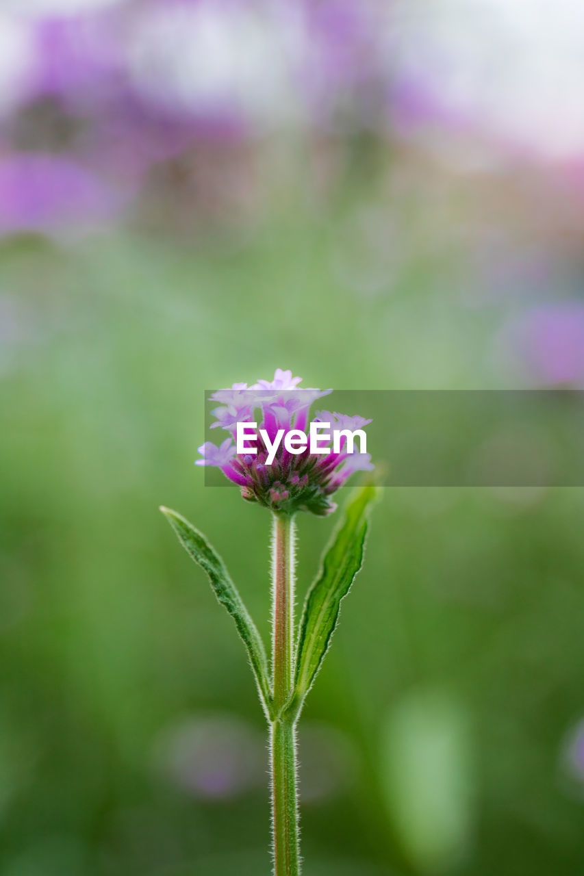 flower, flowering plant, plant, freshness, beauty in nature, fragility, close-up, nature, purple, growth, focus on foreground, flower head, pink, inflorescence, macro photography, green, wildflower, petal, no people, plant stem, blossom, outdoors, springtime, meadow, day, selective focus, grass, botany