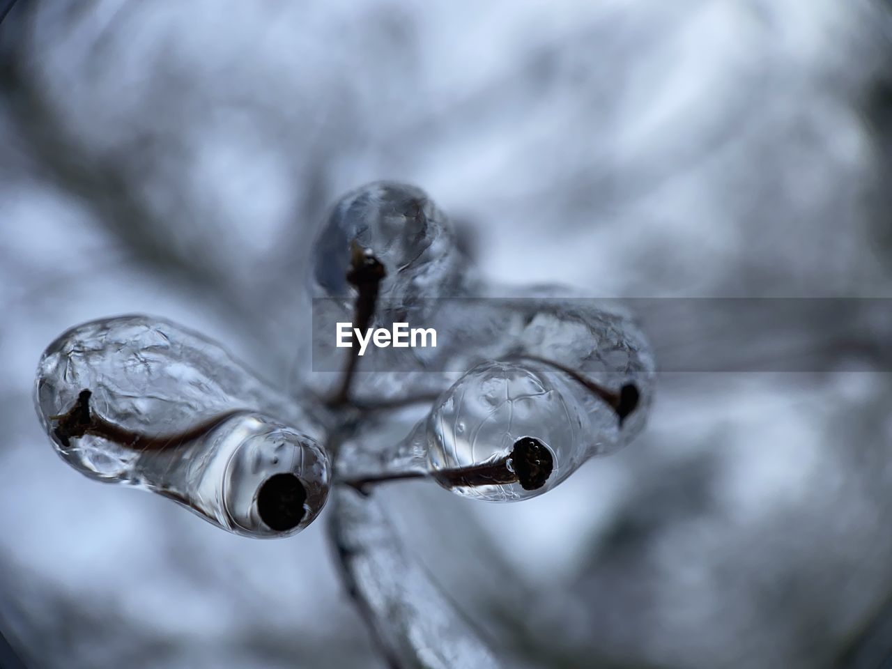 CLOSE-UP OF WATER DROP ON ICE