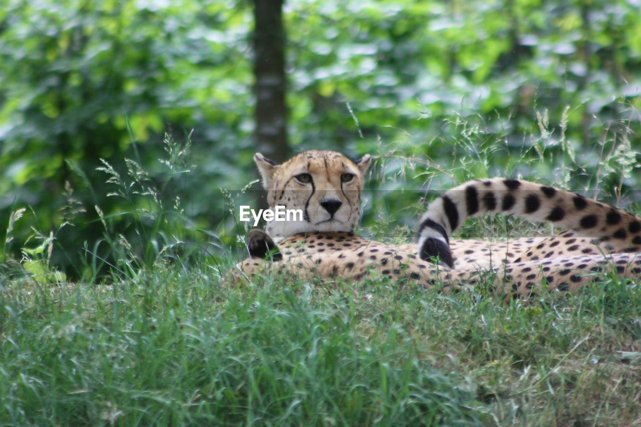 VIEW OF LION IN FOREST