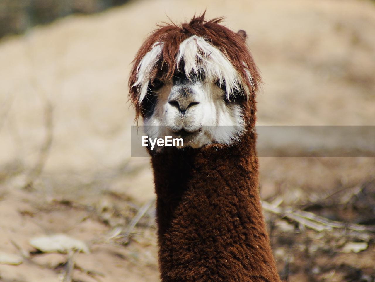 Close-up of a alpaca 