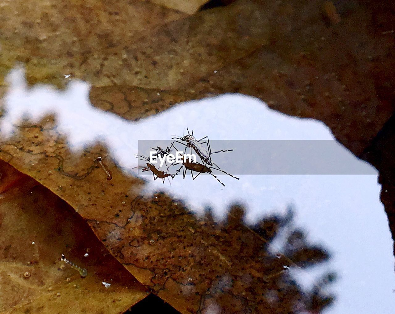 CLOSE-UP OF INSECT ON GROUND