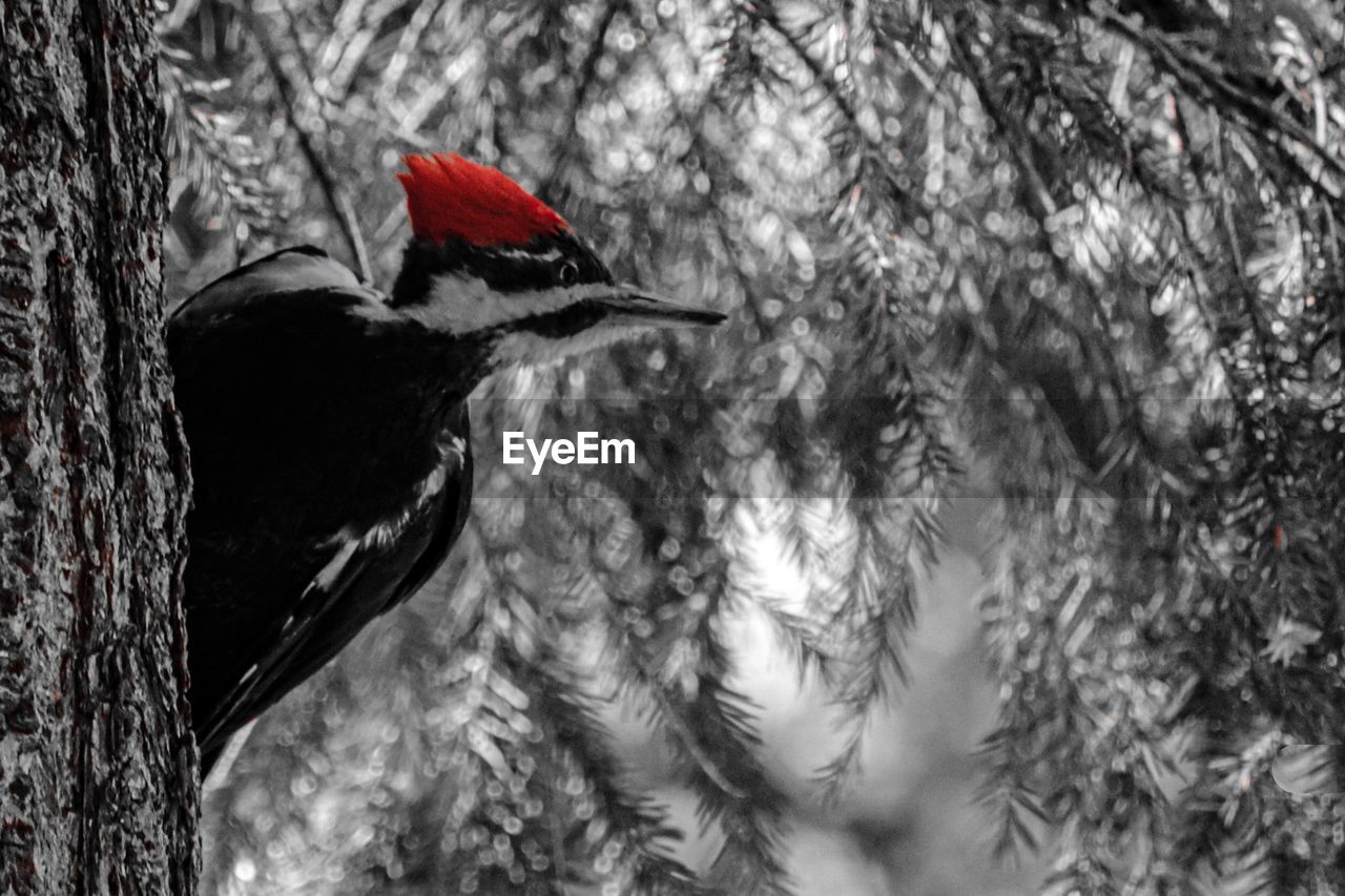 CLOSE-UP OF BIRD PERCHING ON TREE