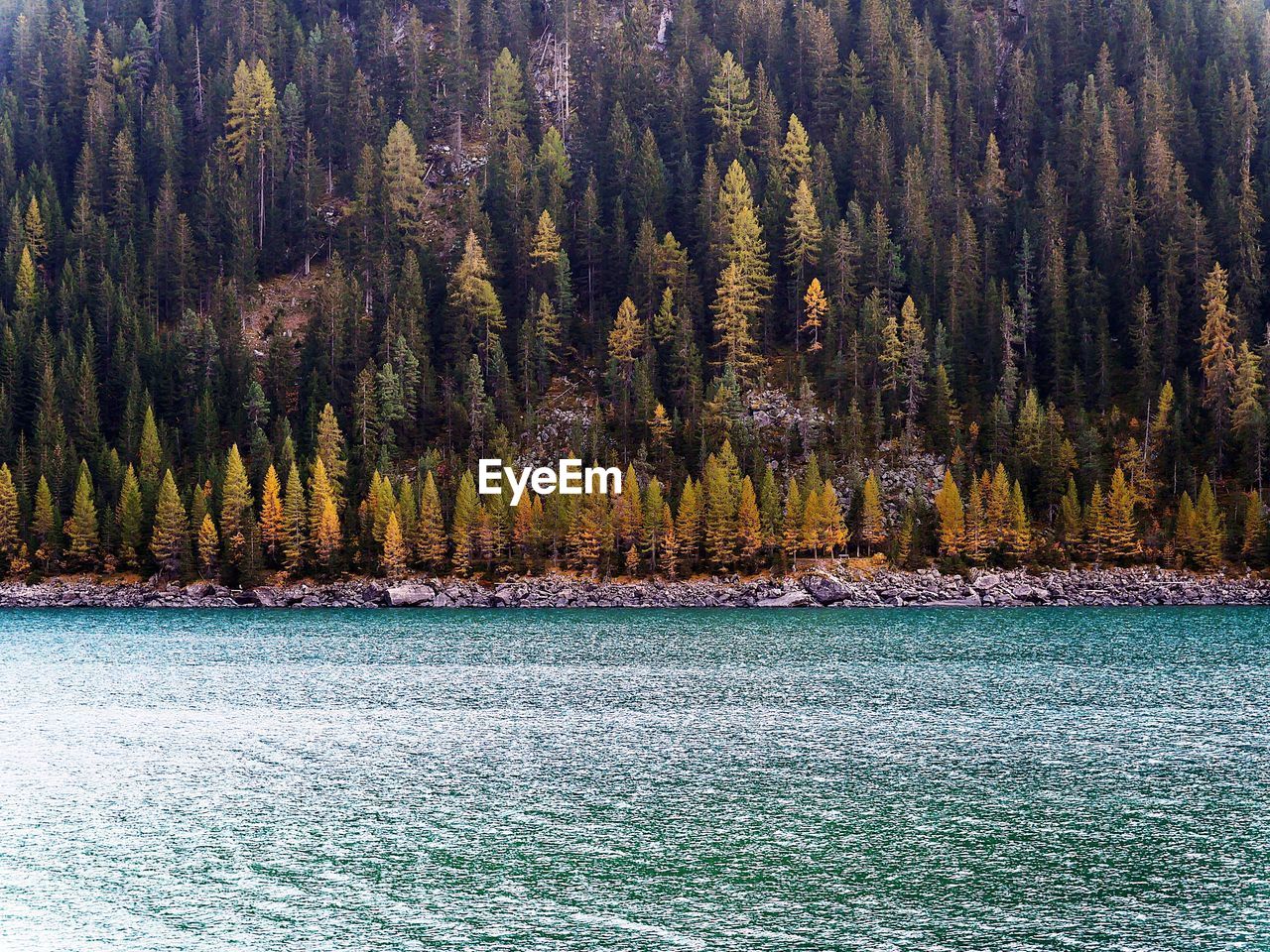 Pine trees in forest during autumn