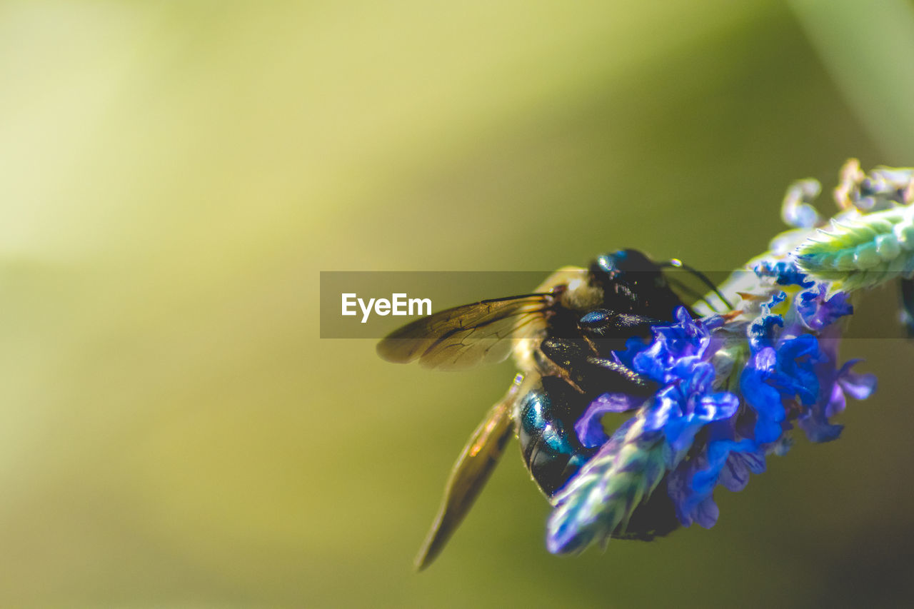 CLOSE-UP OF HONEY BEE ON PURPLE FLOWER