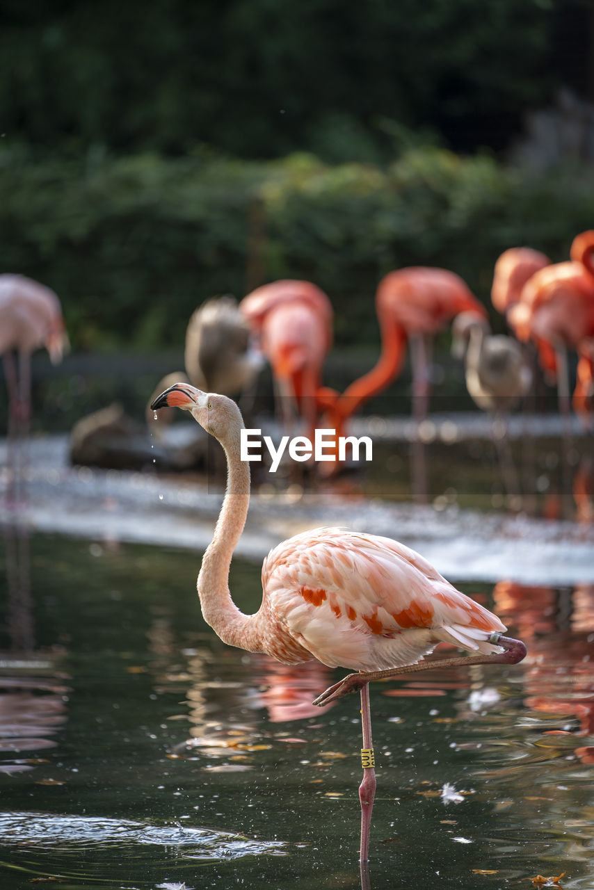 VIEW OF BIRDS IN LAKE