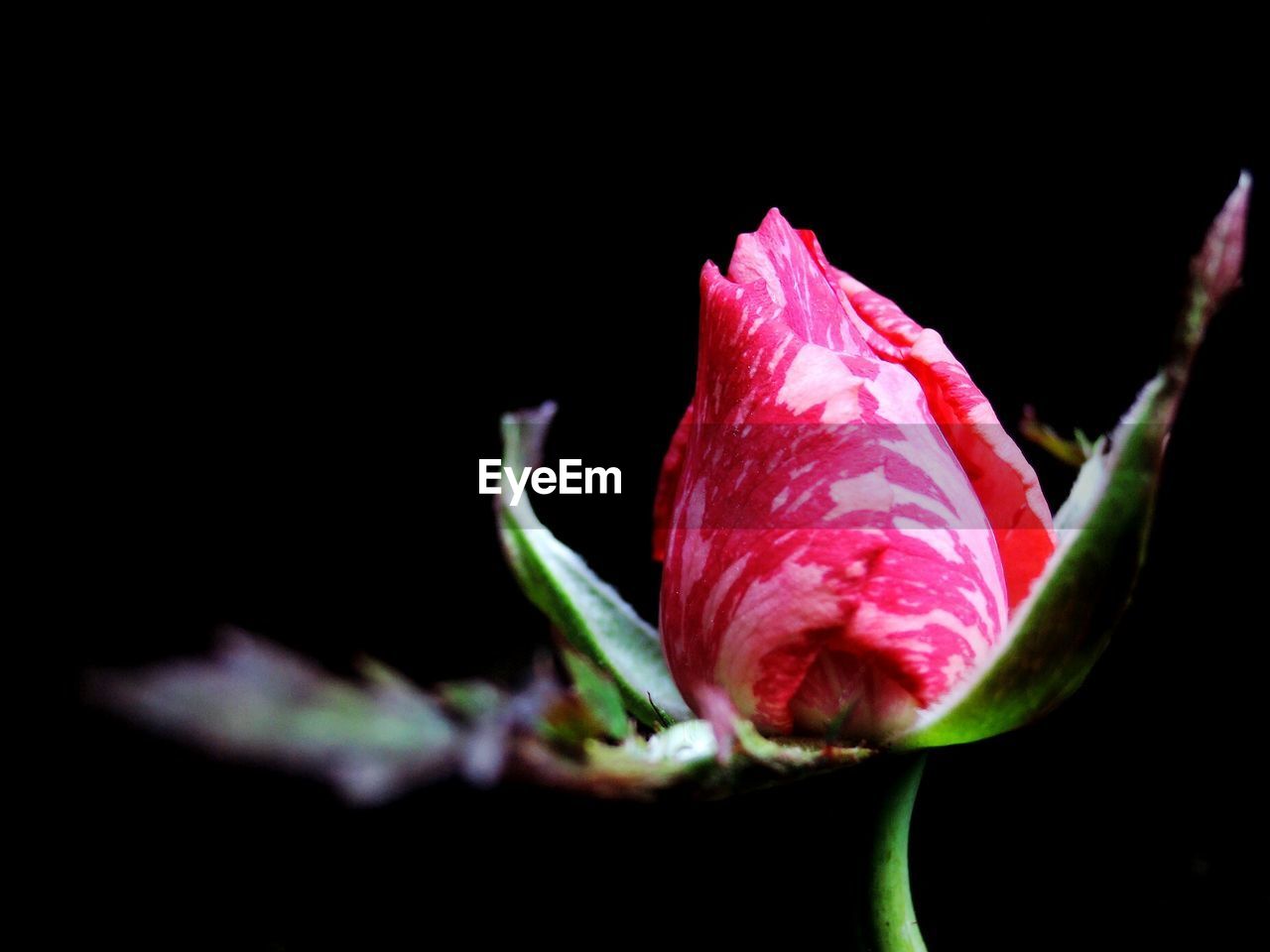 CLOSE-UP OF FRESH PINK FLOWER OVER BLACK BACKGROUND