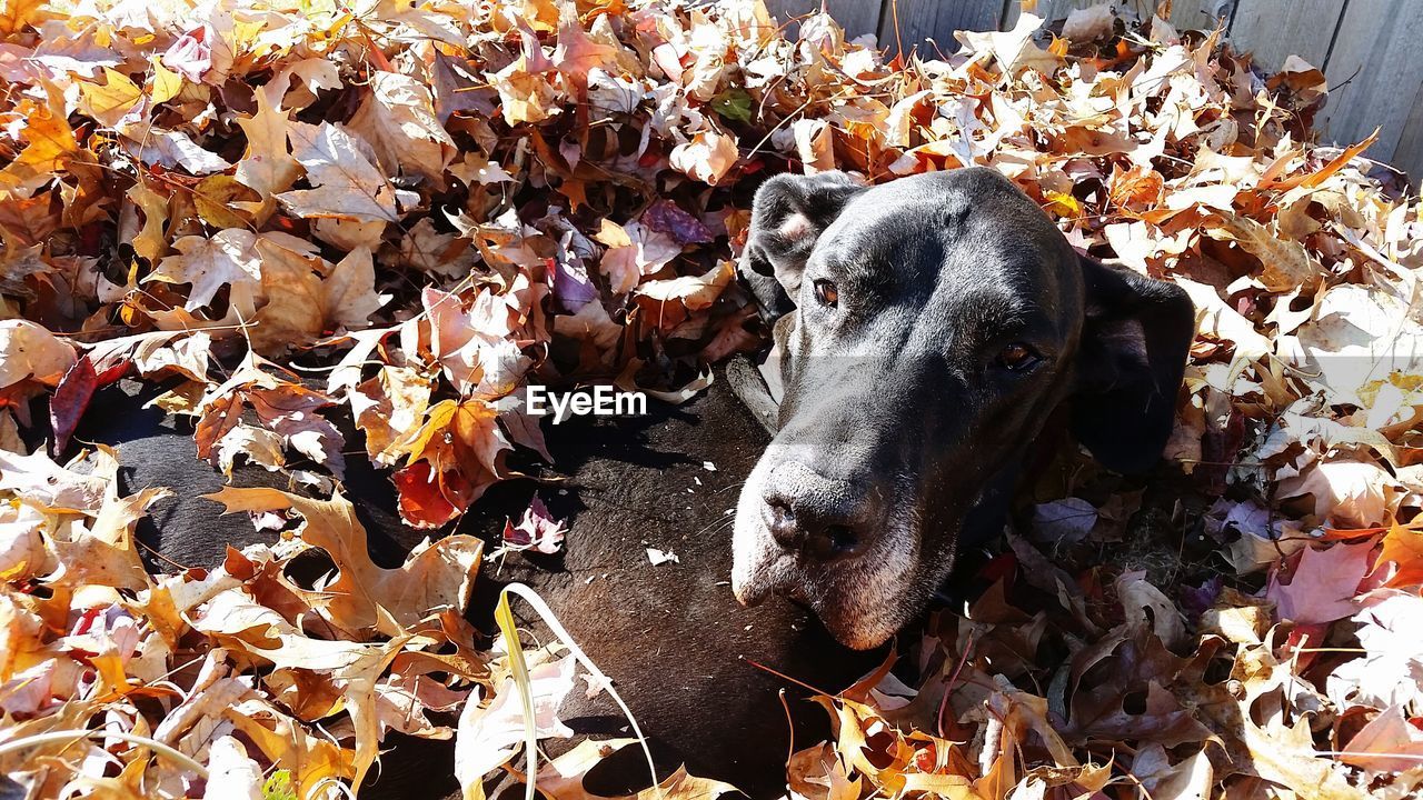 Close-up of autumn leaves