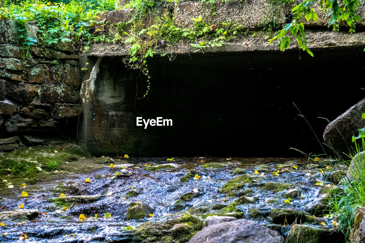 Close-up of water flowing on rock by plants