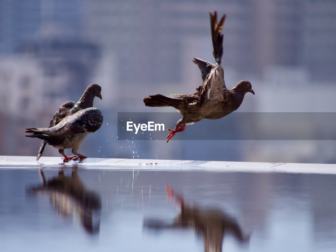 Pigeons flying over water