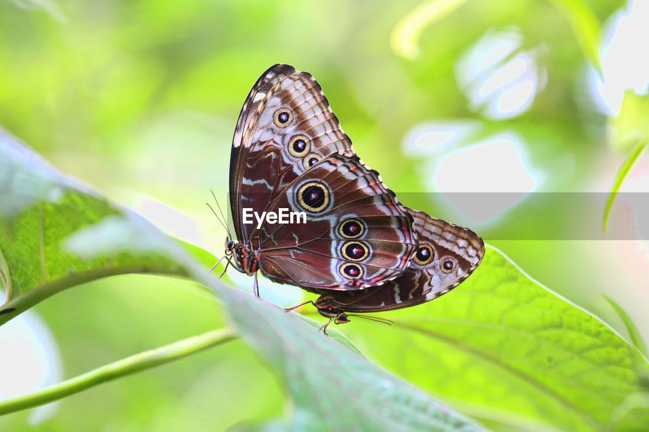 CLOSE-UP OF BUTTERFLY ON LEAF