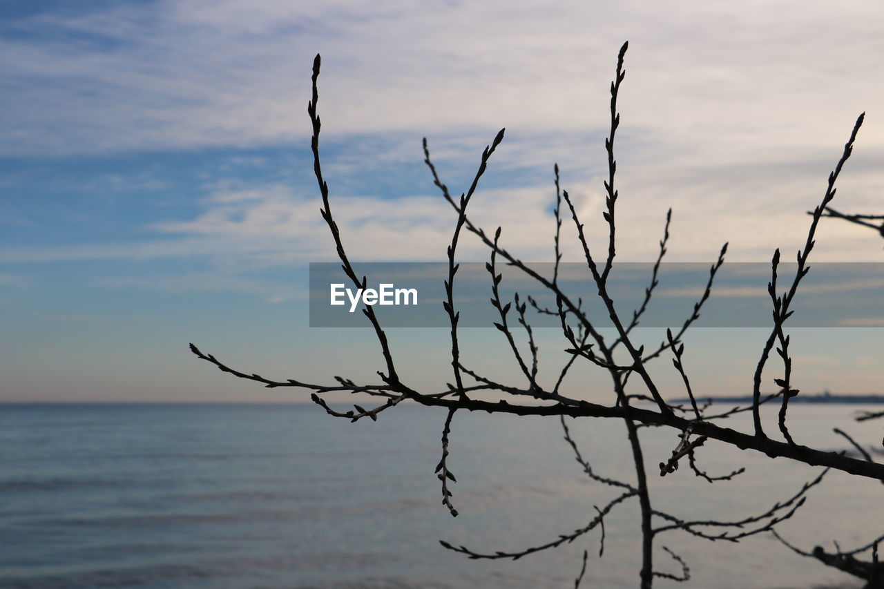CLOSE-UP OF BARE BRANCHES AGAINST SEA