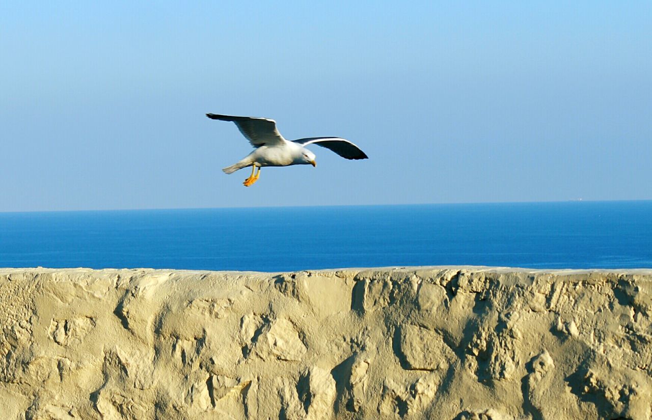 Seagull on beach