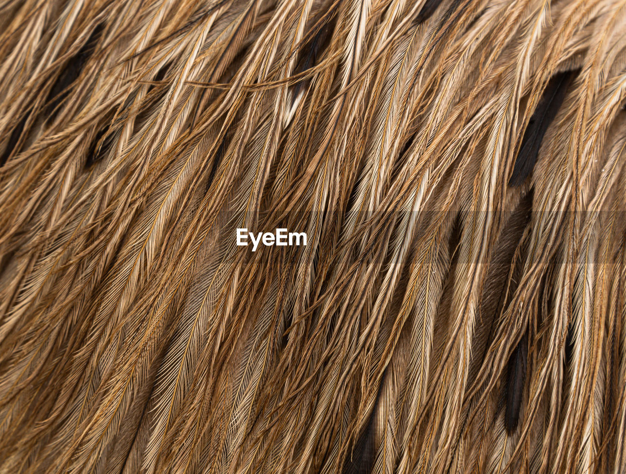 Emu bird feather up close