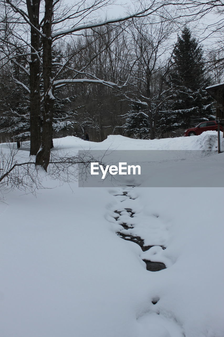 BARE TREES ON SNOW COVERED LANDSCAPE