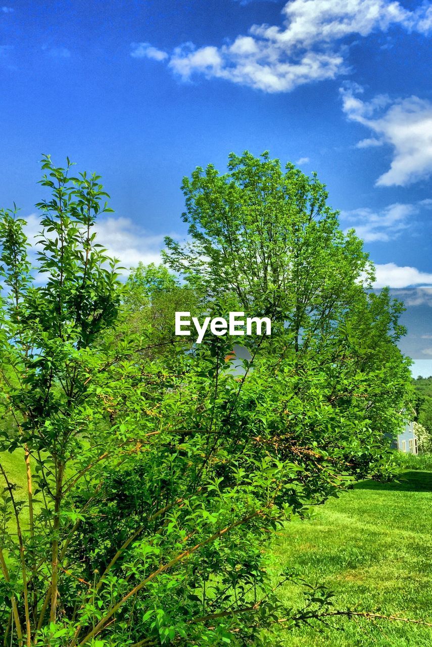 View of tree in field against cloudy sky