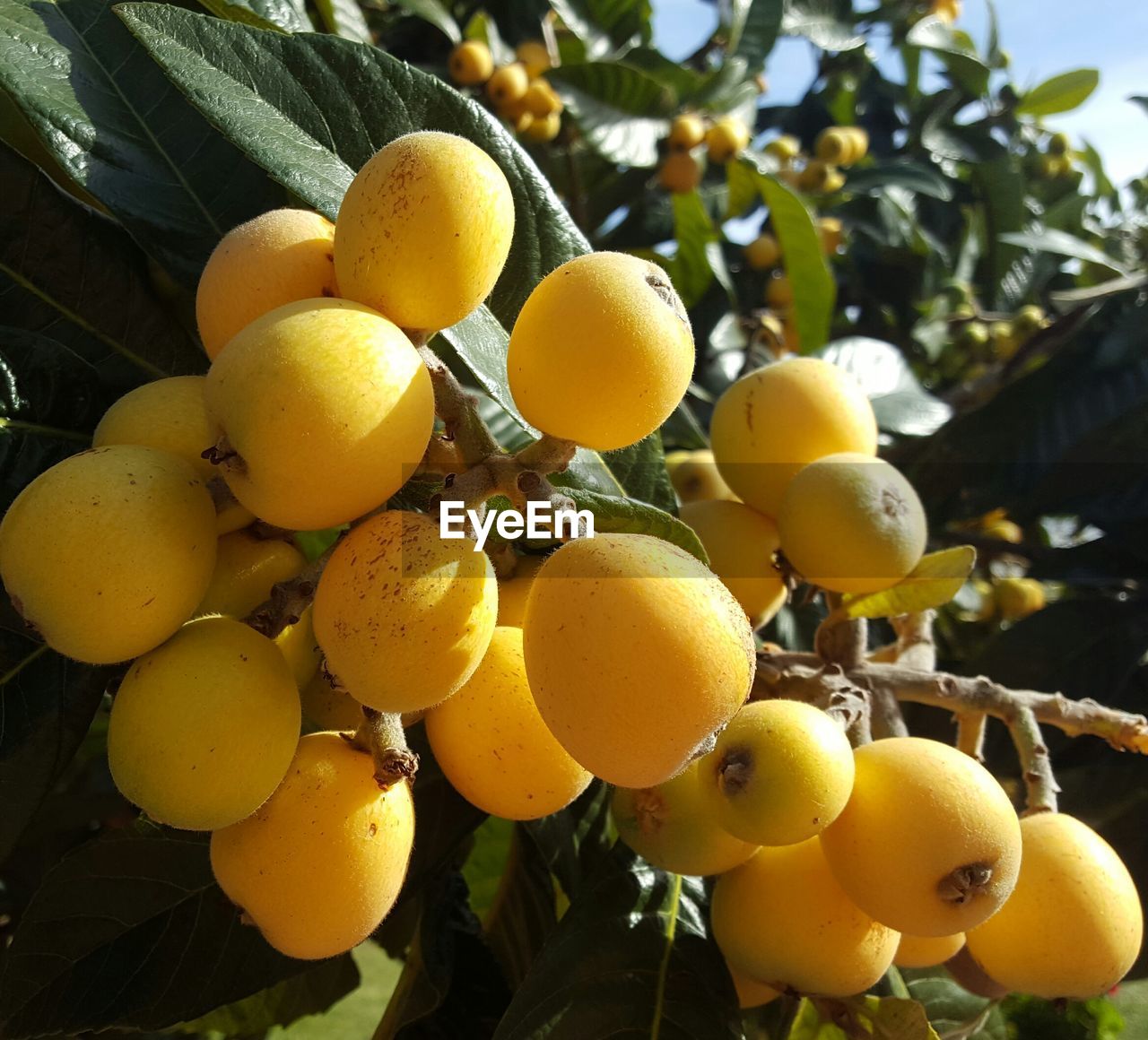 Close-up of yellow fruits growing on plant