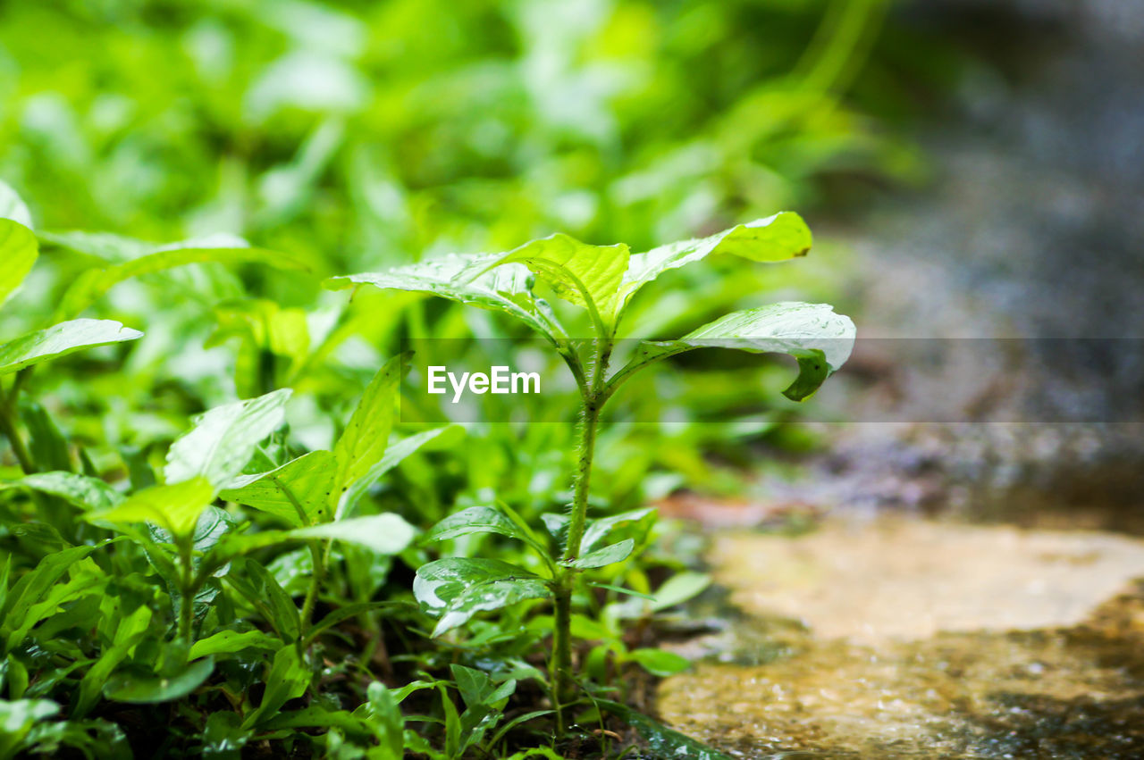 CLOSE-UP OF FRESH GREEN PLANT