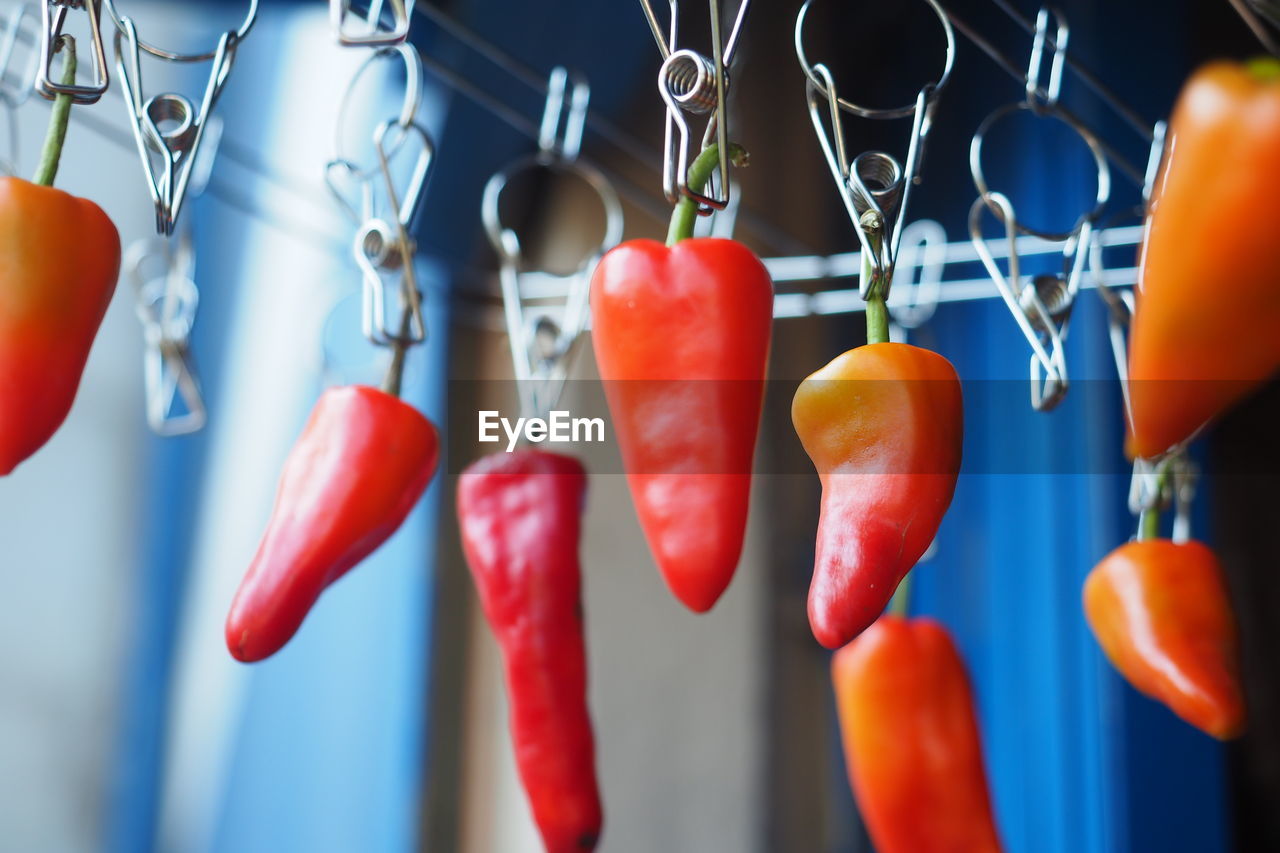 CLOSE-UP OF RED CHILI PEPPERS ON DISPLAY
