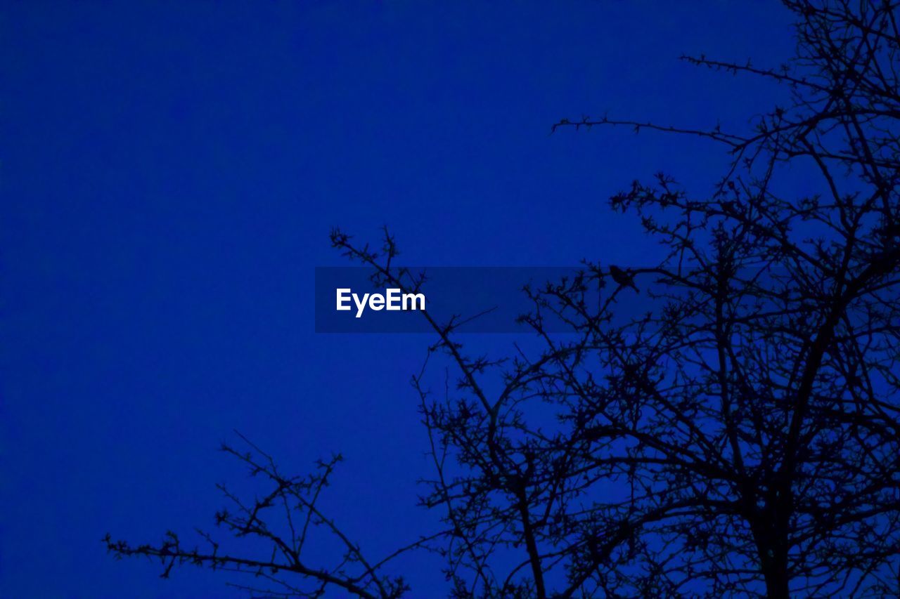 LOW ANGLE VIEW OF BARE TREES AGAINST BLUE SKY