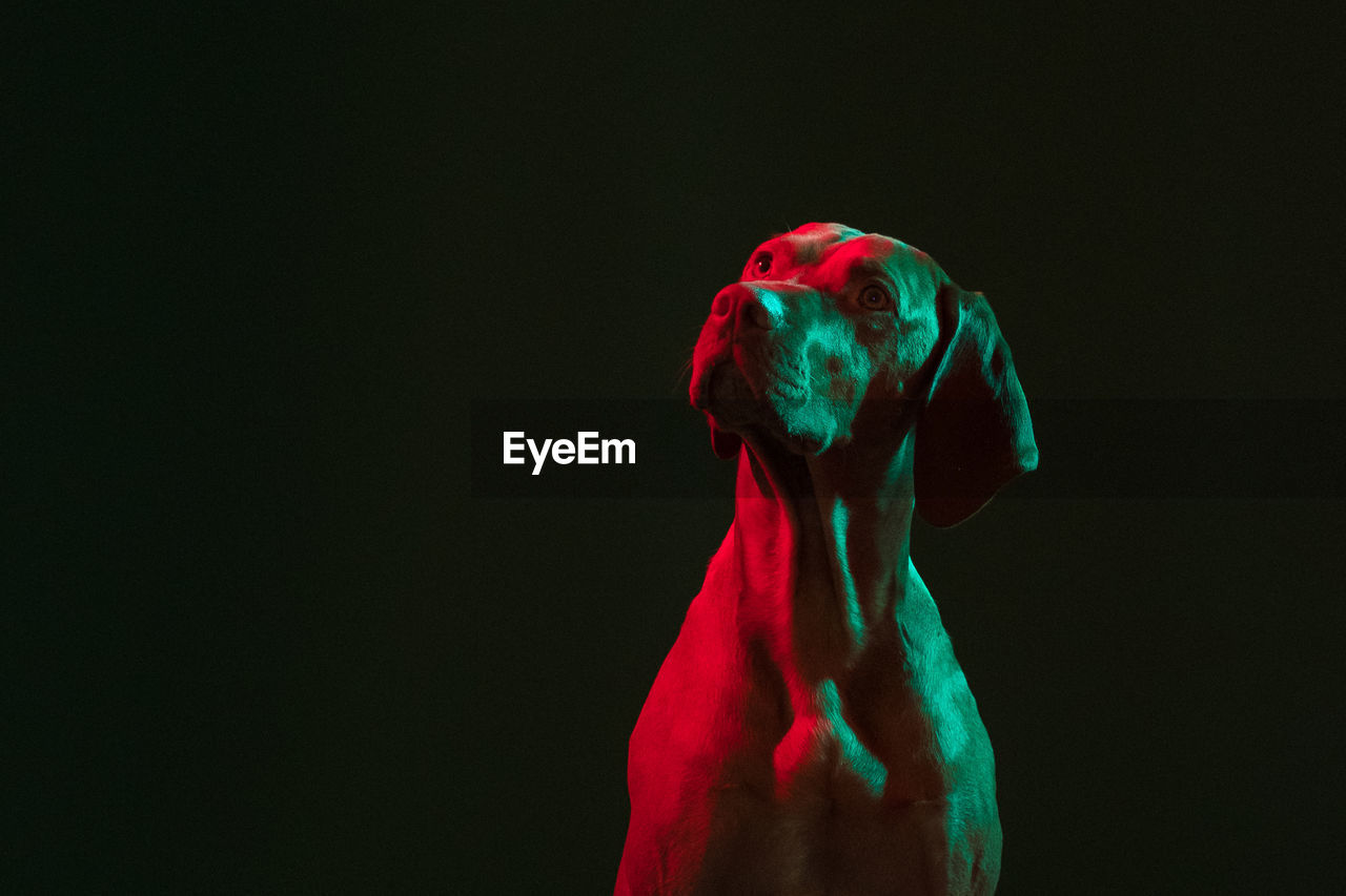 Artistic shot. dog looking up with red and green light