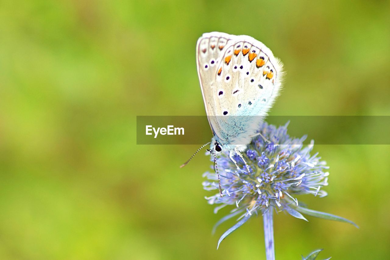 Close-up of butterfly sitting on flower
