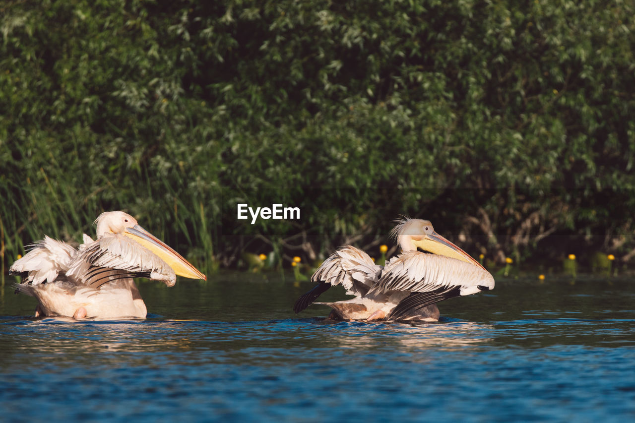 Birds swimming in lake