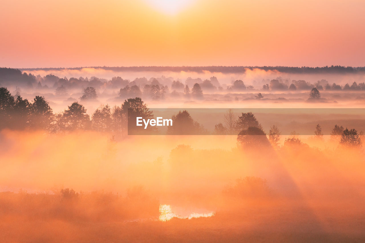 SCENIC VIEW OF TREES AGAINST ORANGE SKY