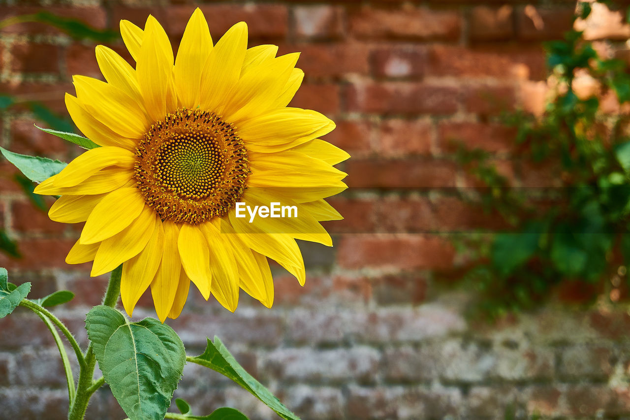CLOSE-UP OF SUNFLOWER AGAINST YELLOW WALL