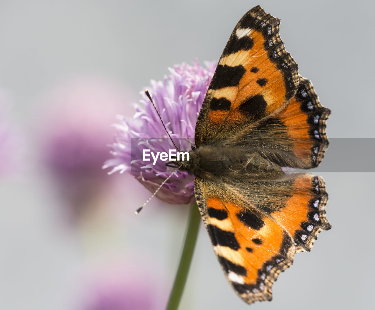 BUTTERFLY POLLINATING ON PURPLE FLOWER