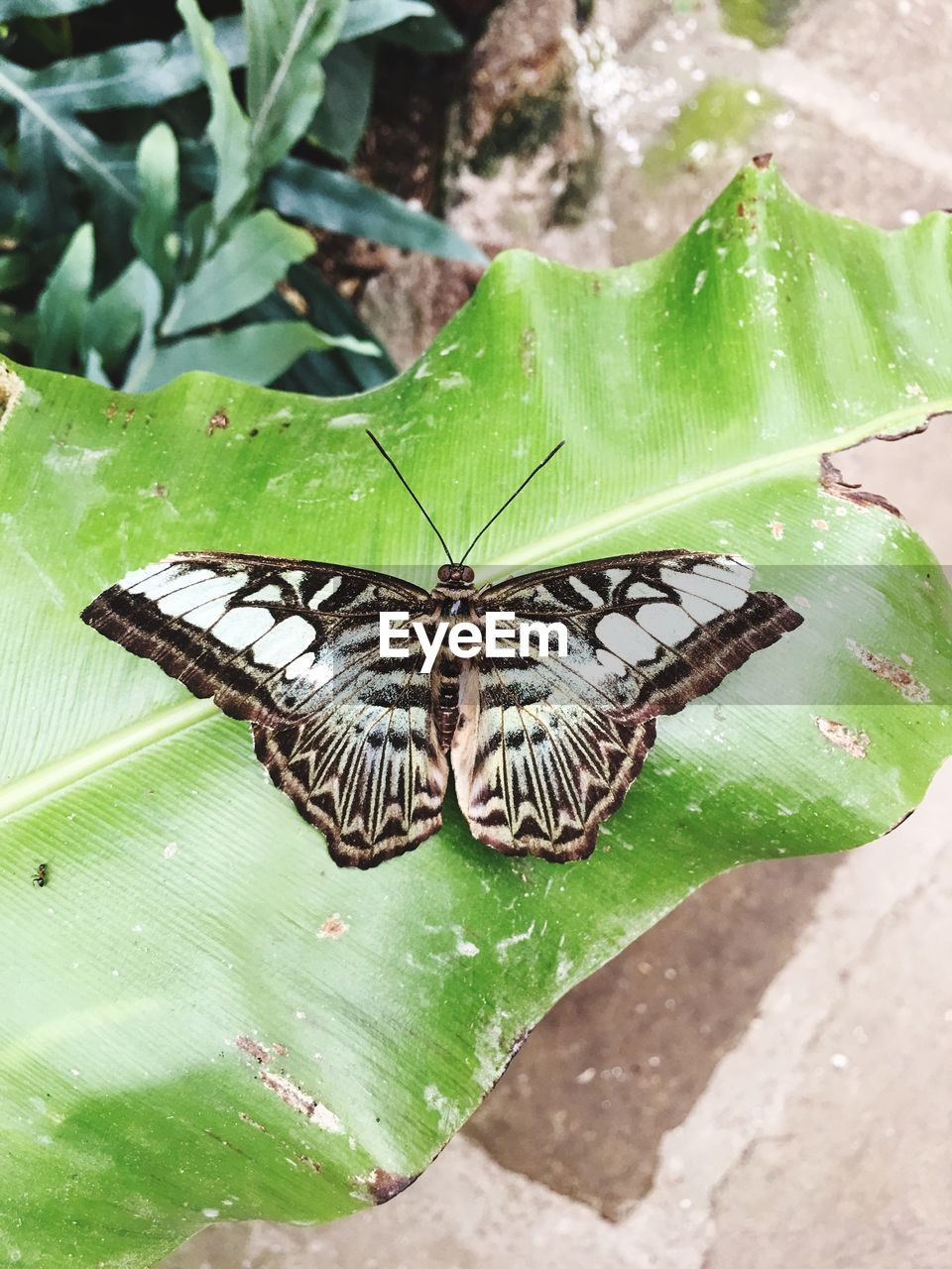 CLOSE-UP OF BUTTERFLY ON LEAF