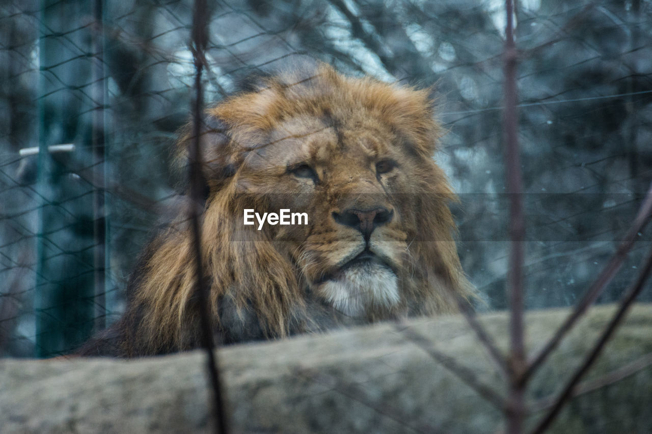 CLOSE-UP OF LION AGAINST TREE