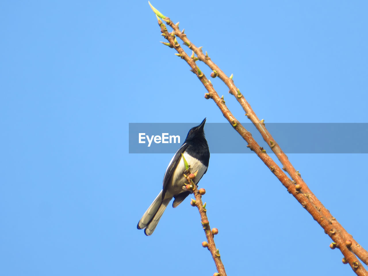 Low angle view of bird perching on a branch against clear blue sky