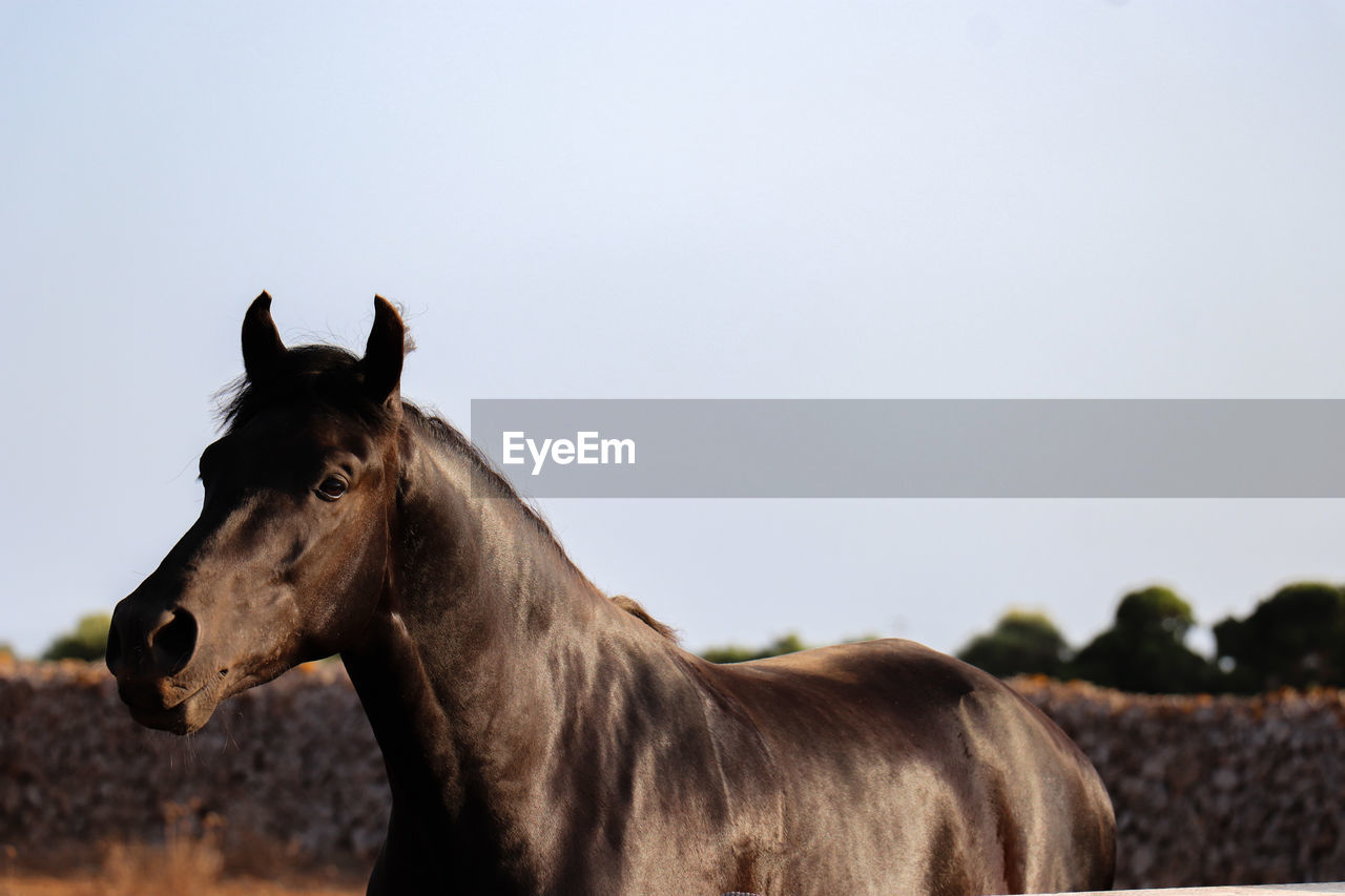 Beautiful black horse in profile