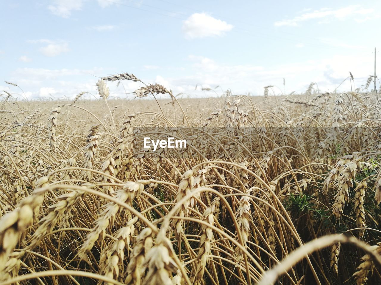 Close-up of wheat field against sky