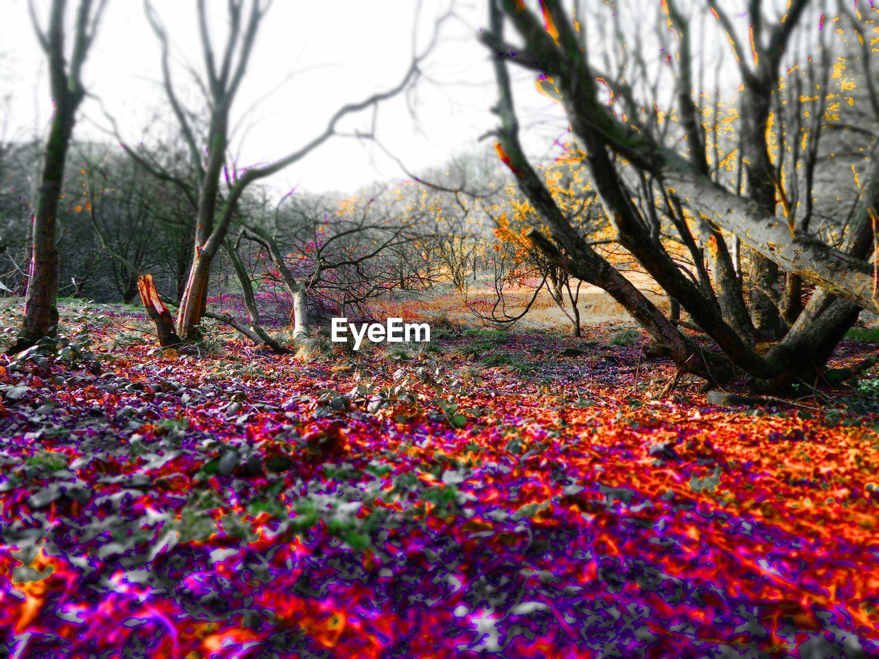 SCENIC VIEW OF TREES IN PARK