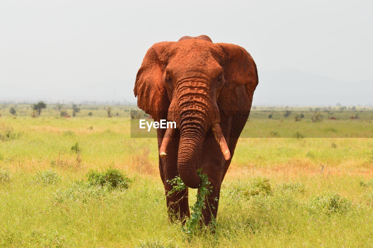 FULL LENGTH OF ELEPHANT IN A FIELD