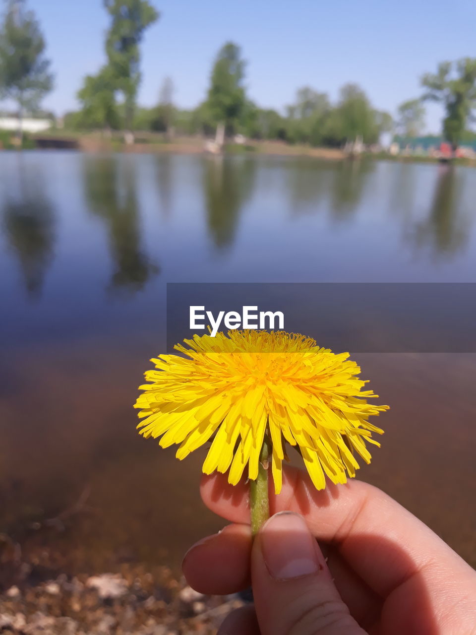 Close-up of hand holding yellow flower against lake and sky