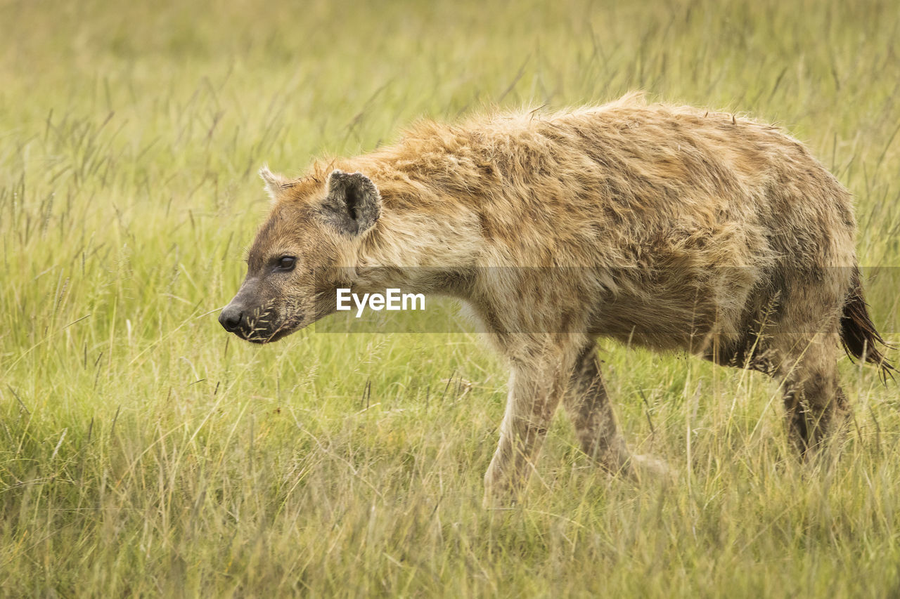 SIDE VIEW OF LION ON FIELD