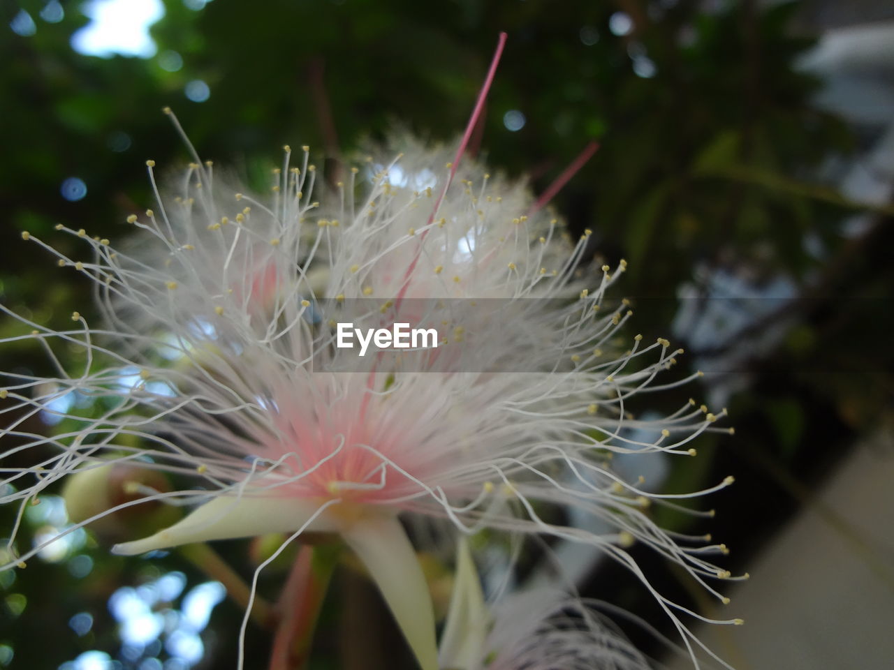 CLOSE-UP OF FLOWER OUTDOORS