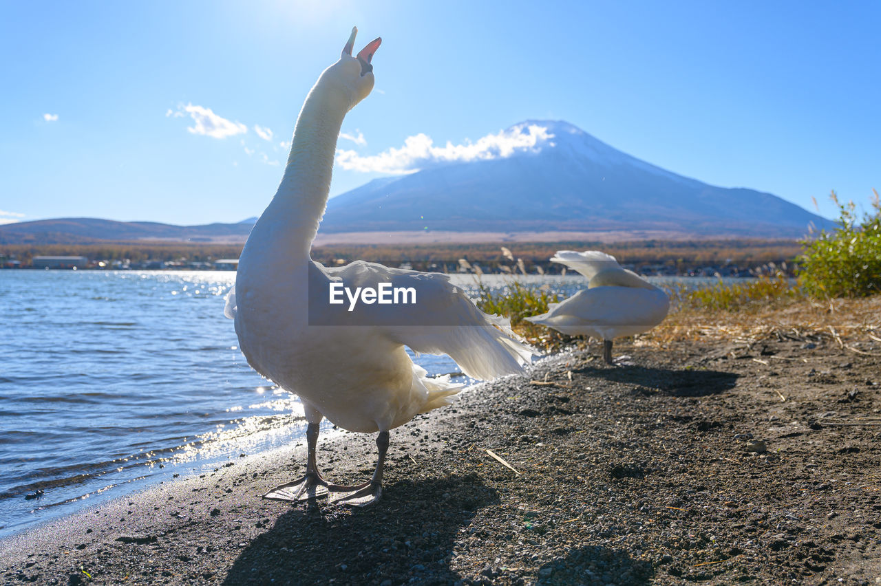 WHITE BIRDS ON A LAKE