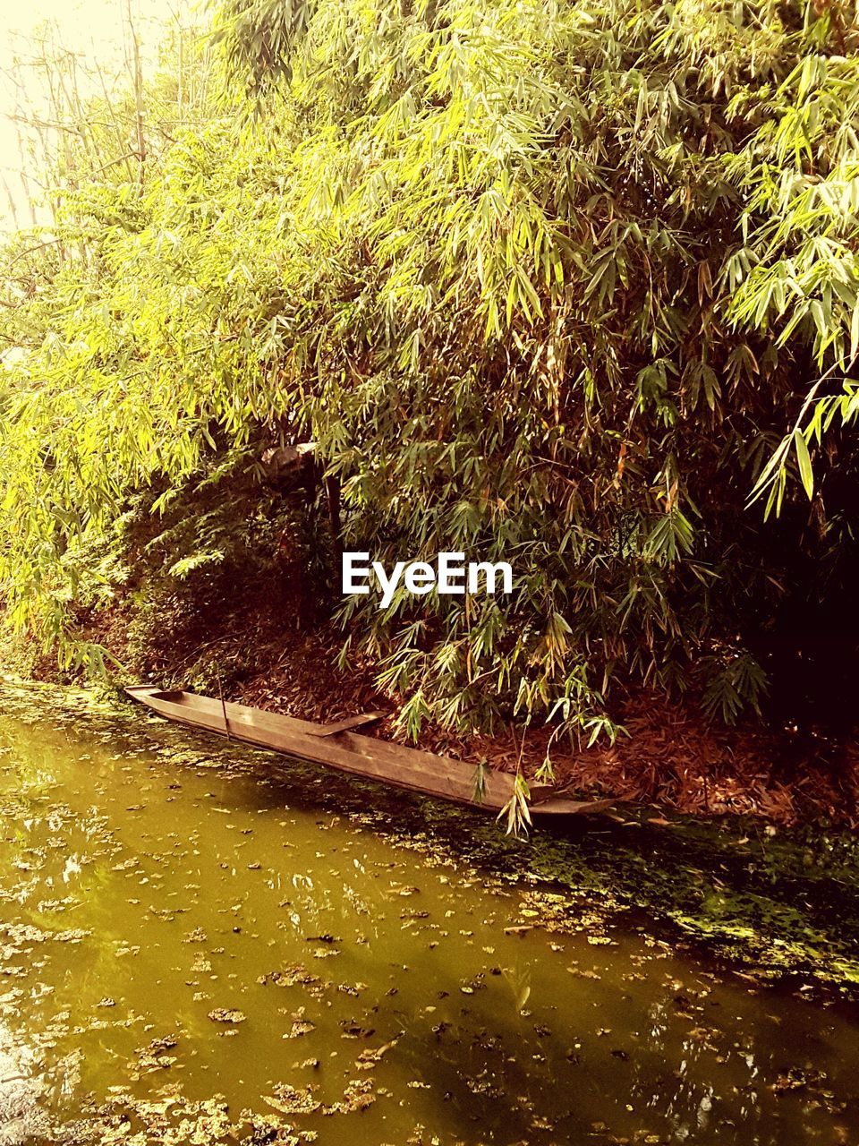 Trees growing next to stream