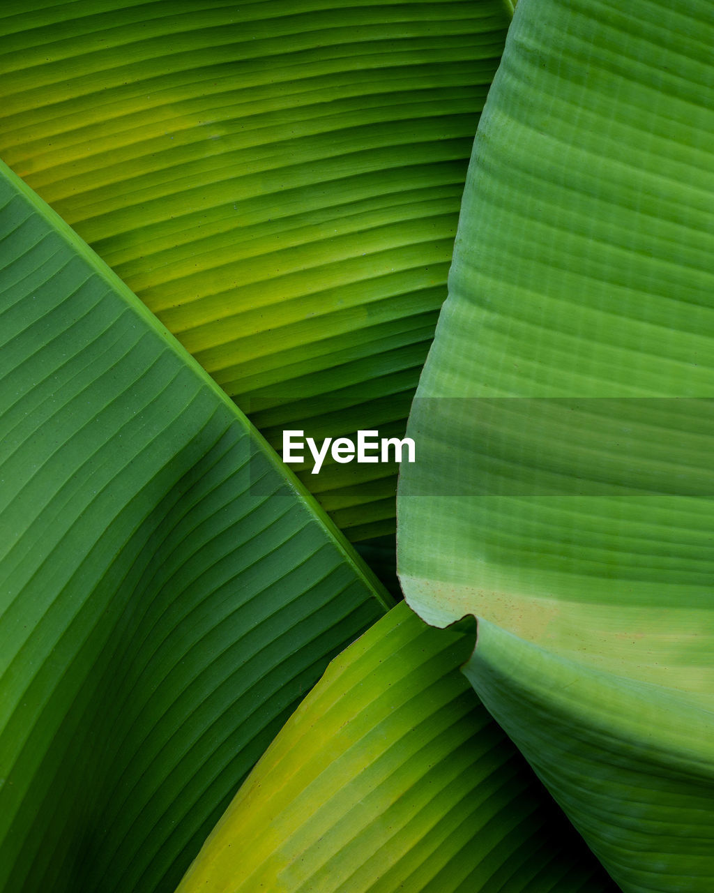 Closeup nature view of banana leaf background and dark tone