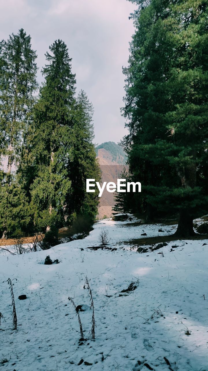 tree, plant, nature, river, snow, winter, water, reflection, wilderness, beauty in nature, environment, no people, sky, scenics - nature, forest, coniferous tree, pinaceae, tranquility, land, landscape, cloud, pine tree, day, cold temperature, pine woodland, non-urban scene, tranquil scene, outdoors, leaf, animal wildlife, growth, animal, green, animal themes