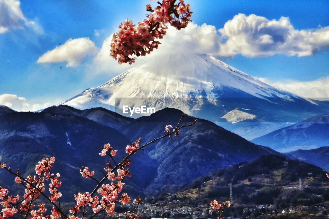 LOW ANGLE VIEW OF TREES ON MOUNTAIN AGAINST SKY