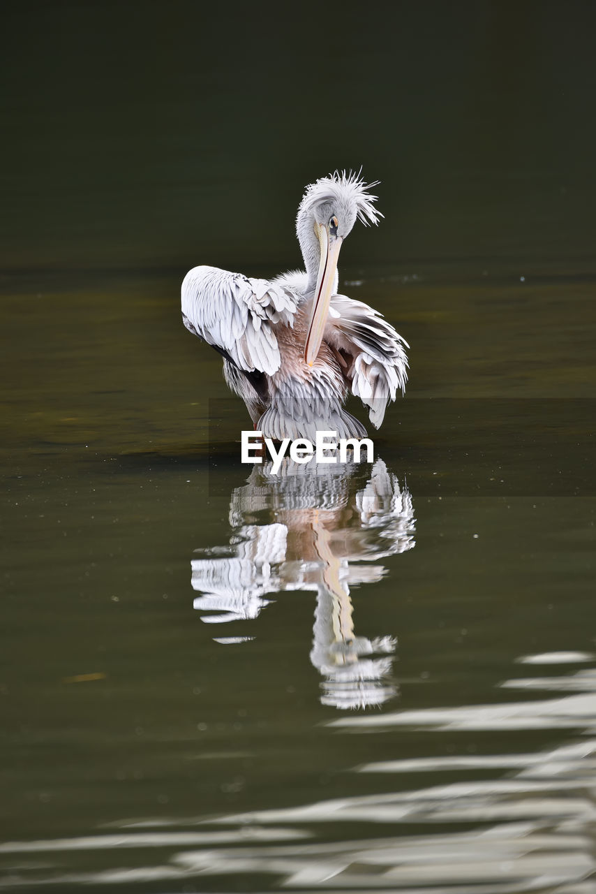 Potrait of white pelican