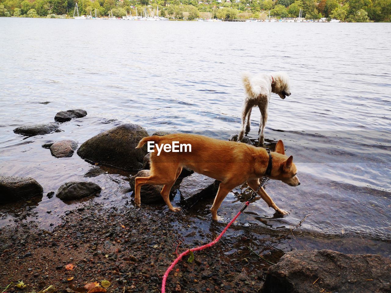Dog drinking water at lakeshore