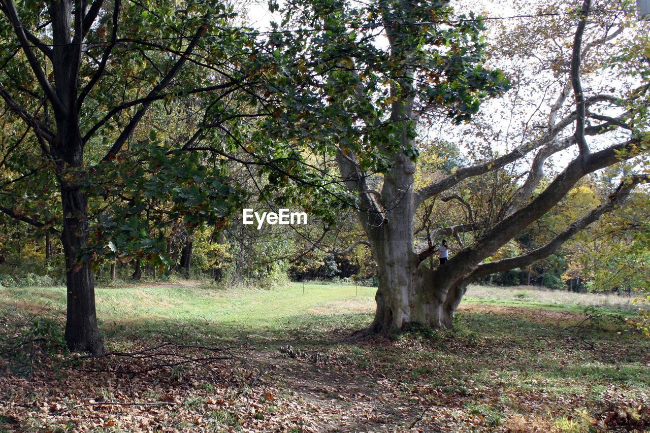 TREES ON LANDSCAPE