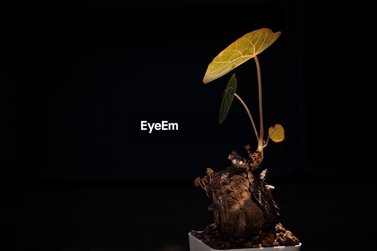 black background, studio shot, plant, nature, no people, indoors, copy space, yellow, food, flower, darkness, tree, food and drink, macro photography, leaf, creativity, plant part, growth