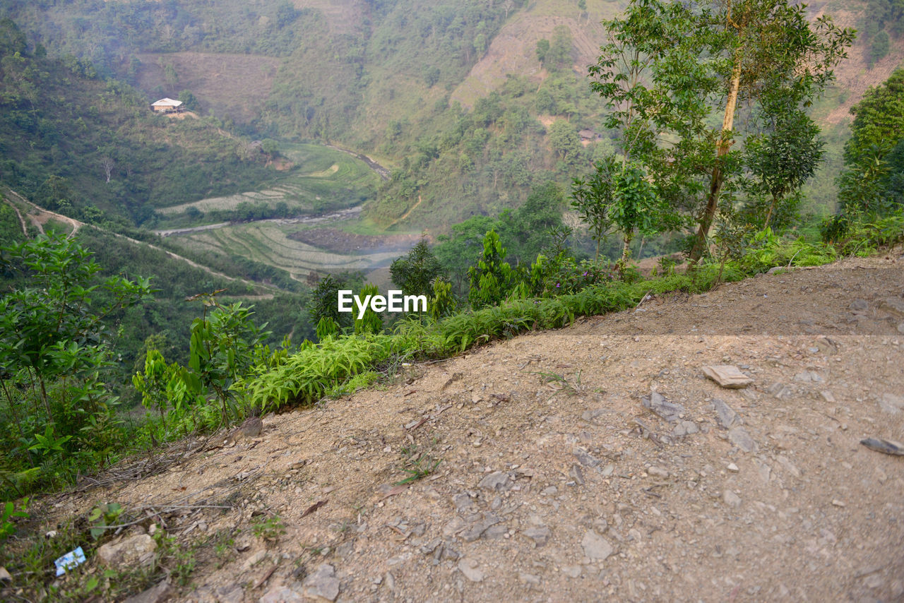 High angle view of road amidst trees