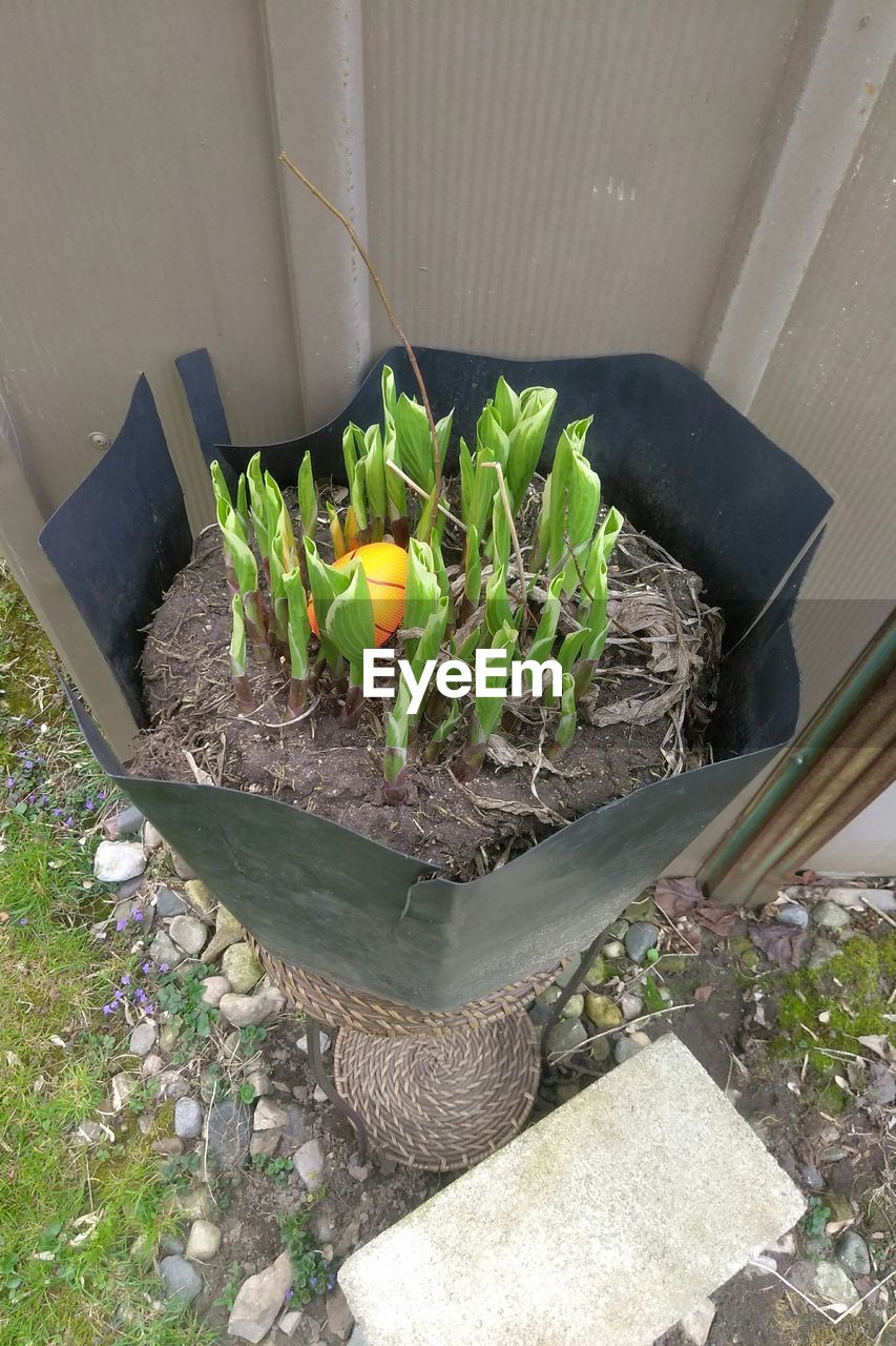 CLOSE-UP OF POTTED PLANTS